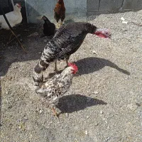 فروش بوقلمون محلی اصل