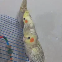 عروس هلندی 3ماهه|پرنده|رشت, جانبازان|دیوار