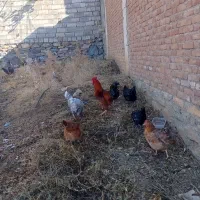 فروش یه گله مرغ وخروس داشتی
