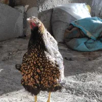 ویاندوت ویندوت ویاندونت 150