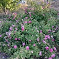 یک-قطعه-باغ-ساوالان-زنجان