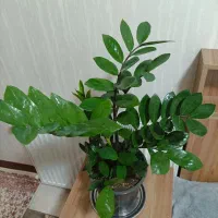 گلهای آپارتمانی زیبا ۳۵۰|گل و گیاه طبیعی|تهران, استقلال|دیوار