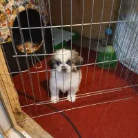 واگذاری سگ نزاد دار|سگ|پاکدشت, شهرک امام رضا|دیوار