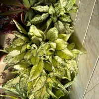 فروش گلهای اپارتمانی|گل و گیاه طبیعی|پاوه, |دیوار