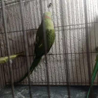 طوطی ملنگو نر و قفس بزرگ