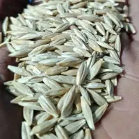 جو دیم تمیز تناژ بالا|عمدهفروشی|پیر سلیمان, |دیوار