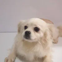 فروش سگ خانگی