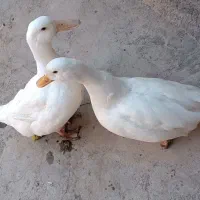 اردک