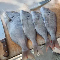 ماهی و میگو تازه صید روز بوشهر