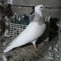 طوقی آجری|پرنده|گنبد کاووس, |دیوار