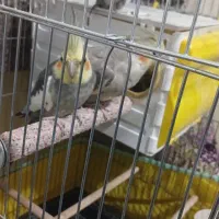 عروس هلندی جفت بهمراه جوجه وتخم