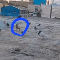 نامه بر  سمن زرد گمشده