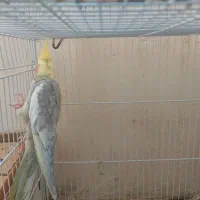 عروس هلندی جفت و بچه