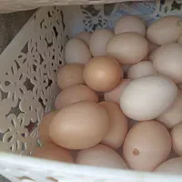 تخم مرغ خانگی