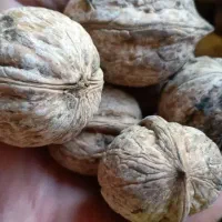 گردو محلی ملایر|عمده‌فروشی|میبد, |دیوار