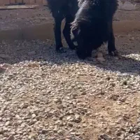 واگزاری سگ قهدریجان|سگ|رودشت (اصفهان), |دیوار