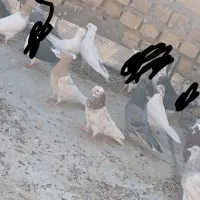 کفتر نقشی و پرشی