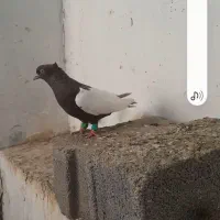 نروماده سینه دوکت پنبه