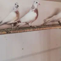 جوجه ابلغ هما کاکلی