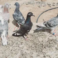 جوانه‌کفتر|پرنده|تیمور آباد, |دیوار