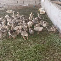 نیم چه غاز درجه ۱