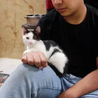 بچه گربه