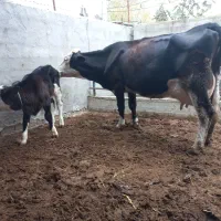 گاوسیمنتال ۳۵کیلوشیر|حیوانات مزرعه|بندر ترکمن, |دیوار