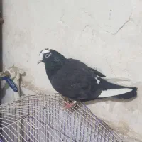 کفتر شهرستانی