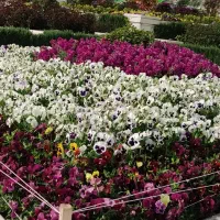 پرستار کودک / امور منزل - پخت و پز