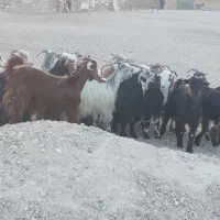 22راس بیگ بز