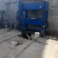 توله چنبر معاوضه با مرغ