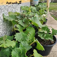 فروش گل های اپارتمانی