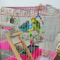 ۳عدد مرغ عشق ۱ونیم ماهه