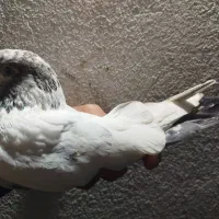 کبوتر جوجه کشی|پرنده|لنگرود, |دیوار