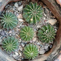 گل کاکتوس دایره ای