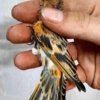 گلبسر جوجه مغلوف