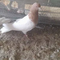 ۳ تا باشی قرمز|پرنده|پارسآباد, |دیوار