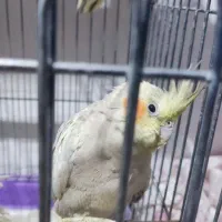 عروس هلندی بالغ|پرنده|بومهن, |دیوار