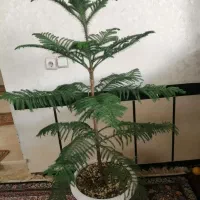 گل بزرگ|گل و گیاه طبیعی|پیرانشهر, |دیوار