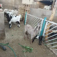 بزآلپن و پاکستانی اصل باکره ماده درشت