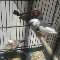 فنچ جفت و تک|پرنده|تهران, آهنگ|دیوار