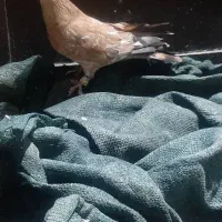 کبوتر|پرنده|شوش, |دیوار