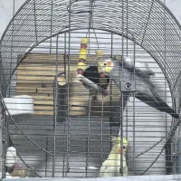 عروس هلندی مولد