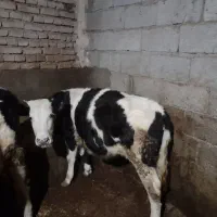 گوساله ماده|حیوانات مزرعه|هریس, |دیوار