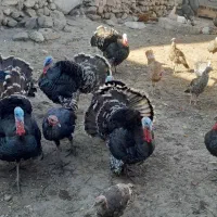 بوقلمون|حیوانات مزرعه|مشگین شهر, |دیوار