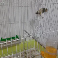 قناری نر|پرنده|اسلام‌شهر, مظفریه|دیوار