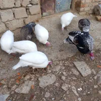 بوقلمون|حیوانات مزرعه|دورود, |دیوار