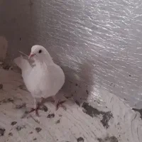 فروش کبوتر|پرنده|بیجار, |دیوار