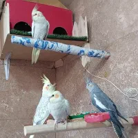 عروس هلندی|پرنده|کرمانشاه, |دیوار