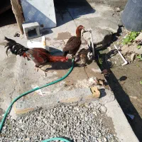 خروس|پرنده|میناب, |دیوار